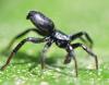 Drassyllus sp.